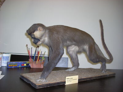 Mačiak zelený Cercopithecus aethiops