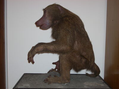 Pavián anubi Papio anubis