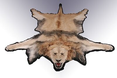 Lev púšťový Panthera leo