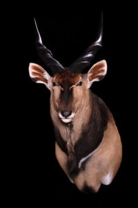 Antilopa losia, Derby Taurotragus oryx