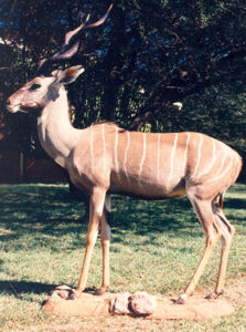 Kudu veľký Tragelaphus strepsiceros