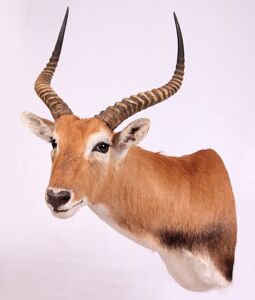 Vodárka červená Kobus leche