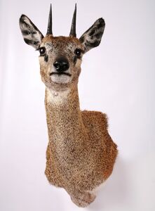 Antilopka oribi Ourebia ourebi