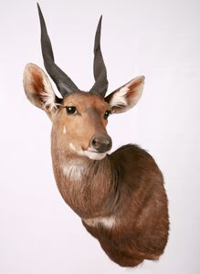 Lesoň pestrý Tragelaphus scriptus