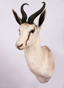 Antilopa skákavá Antidorcas marsupialis