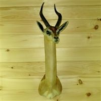 Antilopa žirafia, gerenuk Litocranius walleri