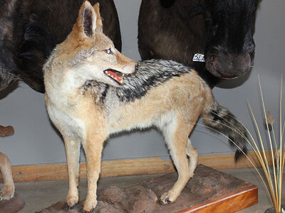 Šakal čabrakový Canis mesomelas