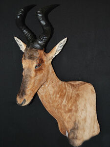 Byvolec stepný Alcelaphus buselaphus