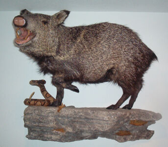 Javalina