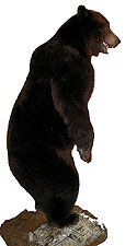 Medveď