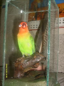Papagáj agapornis