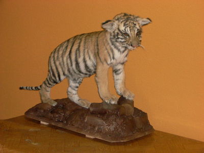 Tiger, mláďa