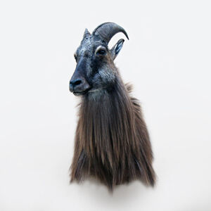 tahr