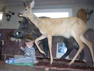 Taxidermist junior ?