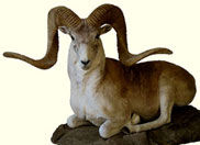 Argali Marco Polo