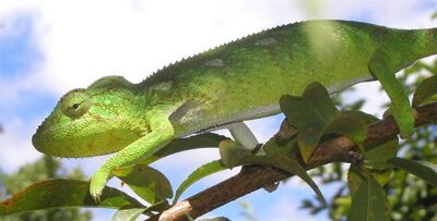 Chameleon
