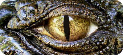 Krokodíl, oko