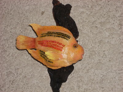 cichlida africká