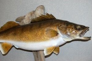 zubáč